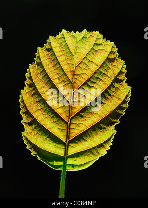 Rückseite beleuchteten Blatt der Schwarzerle. Dorset, UK Mai 2009 Stockfoto