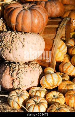 Kürbisse auf dem Display Stockfoto