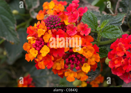 Spanische Flagge oder West Indian Wandelröschen (Lantana Camara) Stockfoto