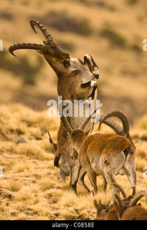 Männliche Walia Ibex kämpfen, Simien Mountains, Äthiopien Stockfoto