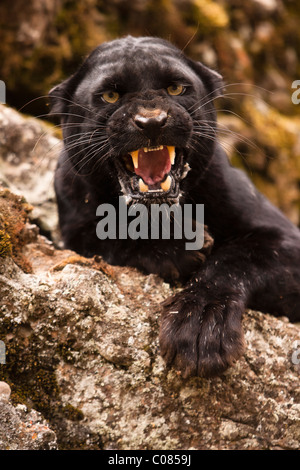 Black Panther Knurren, Montana, USA Stockfoto