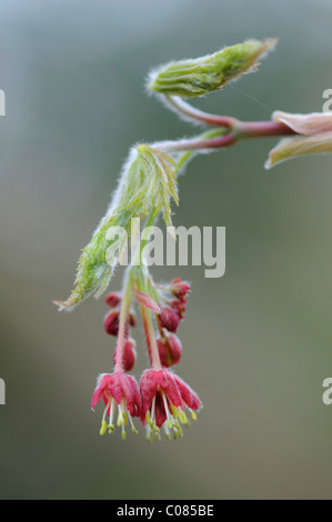 Fullmoon-Ahorn (Acer Japonicum Aconitifolium), Knospen und Blüten Stockfoto