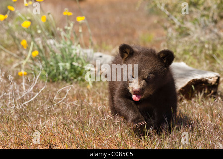 Black Bear Cub, Yellowstone National Park, USA Stockfoto