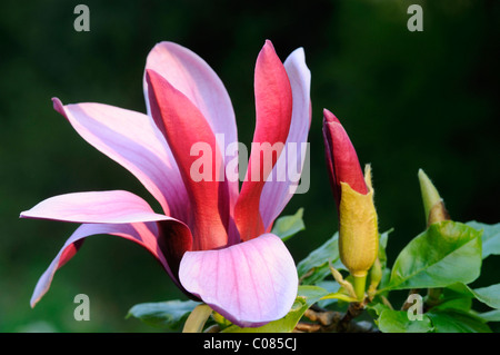 Magnolie (Magnolia Liliiflora 'Nigra') Stockfoto