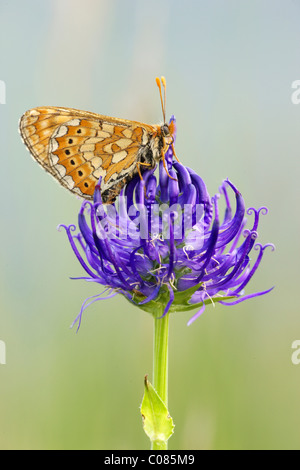 Marsh Fritillary Schmetterling (Etikett Aurinia) auf rundköpfigen Rapunzeln (Phyteuma Orbiculare) Stockfoto