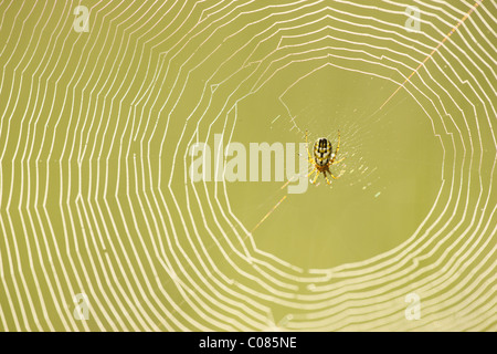 Spinnennetz mit einem Cricket-Schläger Orb Weaver (Mangora Acalypha) Stockfoto