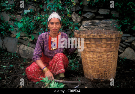 Indische Frau mit Korb auf ihrem Gebiet, Dodi Tal, Volksgruppe der Bhotia, Garhwal Himalaya Kartoffeln ernten Stockfoto