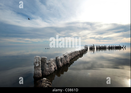 Pelikane ruhen bei Sonnenuntergang auf einem Steg auf The Salton Sea, Kalifornien, USA Stockfoto