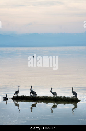 Pelikane ruhen bei Sonnenuntergang auf einem Steg auf The Salton Sea, Kalifornien, USA Stockfoto