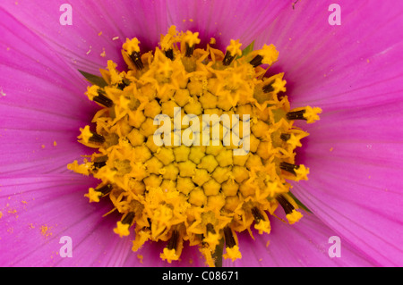 Wilde mexikanische Aster (Cosmos Bipinnatus) detail Stockfoto