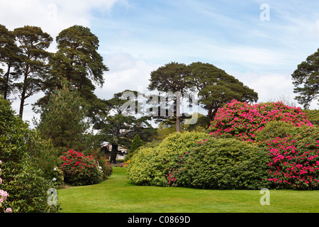 Muckross Gärten im Frühling blühenden Rhododendron Büschen, Killarney National Park, County Kerry, Irland, britische Inseln Stockfoto