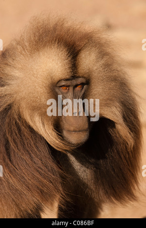 Gelada Pavian, Simien Mountains, Äthiopien Stockfoto