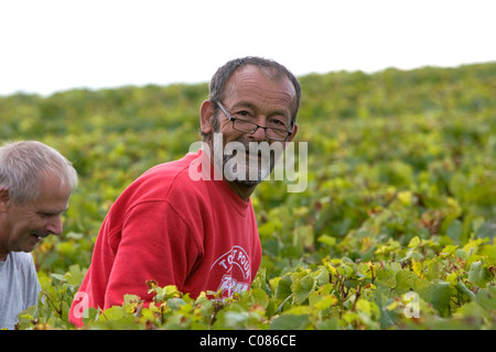 Arbeiter der hand Ernte Trauben aus einem Weinberg in der Nähe der Stadt von Chalons-En-Champagne in Nordost-Frankreich. Stockfoto