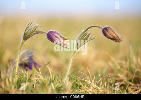 Kuhschelle (Pulsatilla Vulgaris) Stockfoto