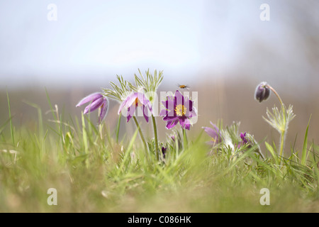 Kuhschelle (Pulsatilla Vulgaris) Stockfoto