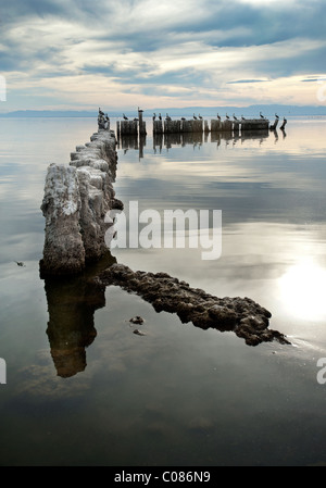 Pelikane ruhen auf einem Steg bei Sonnenuntergang auf dem Salton Meer, Bombay Beach, Kalifornien, USA Stockfoto