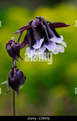 Akelei (Aquilegia Vulgaris), Garten hybrid Stockfoto