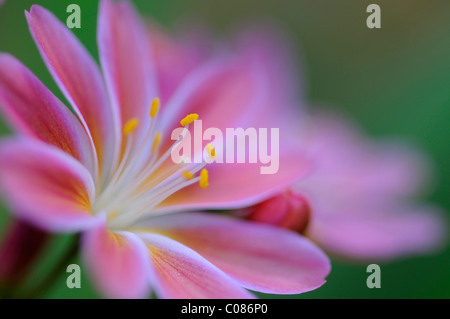 Siskiyou Bitterroot (Lewisia Cotyledon) Stockfoto