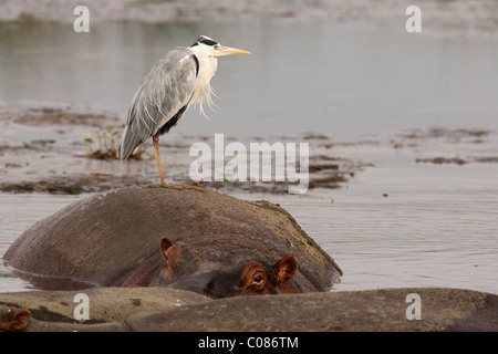 Graue Reiher stehen auf der Rückseite von einem Nilpferd, Masai Mara, Kenia Stockfoto