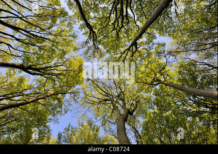 Buchen (Fagus Sylvatica) an der steilen Küste in der Nähe von Nienhagen, verformt durch den Onshore-Wind, Landkreis Bad Doberan Stockfoto