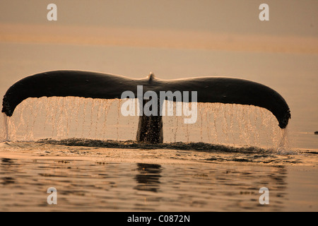 Buckelwal zeigt Schweif Fluke vor klingenden, Alaska, USA Stockfoto