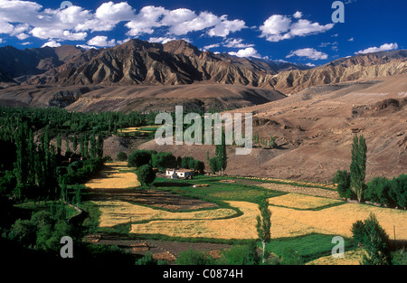 Landschaft in der Nähe von Alchi und Gerstenfeldern Haus, Ladakh, Himalaya, Jammu und Kaschmir, Nord-Indien, Asien Stockfoto