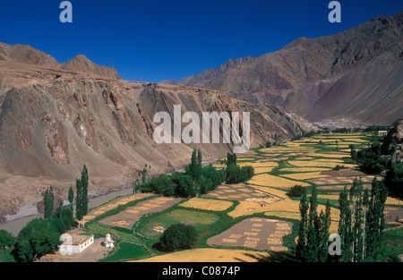 Landschaft in der Nähe von Alchi und Gerstenfeldern Haus, Ladakh, Himalaya, Jammu und Kaschmir, Nord-Indien, Asien Stockfoto