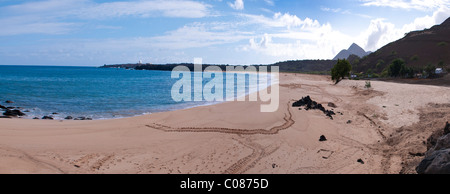 Grüne Meeresschildkröten nisten Bereich am Strand Ascension Island Süd-Atlantik Stockfoto