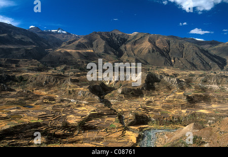 Terrassenfelder in den Colca Canyon auf einer Höhe von 3450 m, Peru, Südamerika Stockfoto