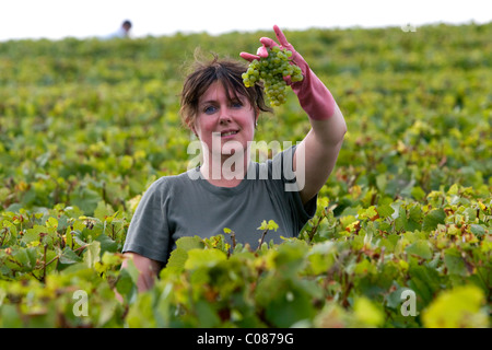 Arbeiter der hand Ernte Trauben aus einem Weinberg in der Nähe der Stadt von Chalons-En-Champagne in Nordost-Frankreich. Stockfoto