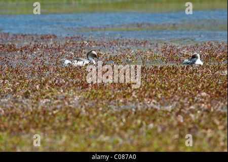 Silbrig Haubentaucher (Podiceps Occipitalis) paar Torres del Paine Nationalpark, Patagonien, Chile, Südamerika Stockfoto