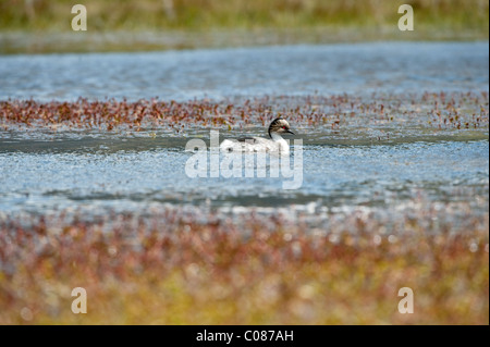 Silbrig Haubentaucher (Podiceps Occipitalis) auf dem Wasser Torres del Paine Nationalpark, Patagonien, Chile, Südamerika Stockfoto