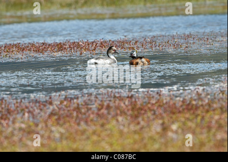 Silbrig Haubentaucher (Podiceps Occipitalis) und White-getuftete Grebe (Rollandia Rolland) Nationalpark Torres del Paine Patagonien Chile Stockfoto