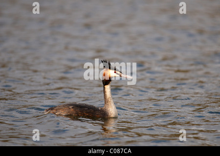 Great crested Haubentaucher (Podiceps Cristatus) schwimmen auf dem See Stockfoto