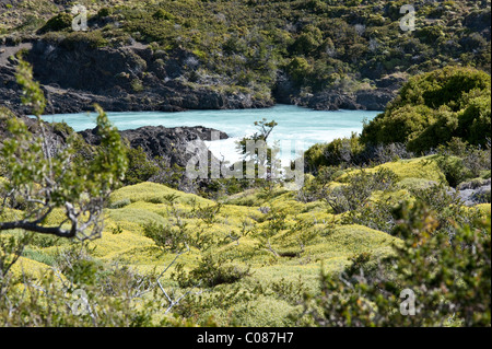 Laguna Azul Nationalpark Torres del Paine (Ostseite), Patagonien, Chile, Südamerika Stockfoto