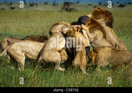 Löwen, Büffel, Masai Mara, Kenia angreifen Stockfoto