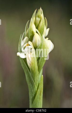 Weiße Orchidee (Chloraea Chica) Blumen Nahaufnahmen Nationalpark Torres del Paine, Patagonien, Chile, Südamerika Stockfoto