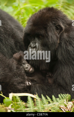 Berg-Gorilla-Familie, Volcanoes-Nationalpark, Ruanda Stockfoto