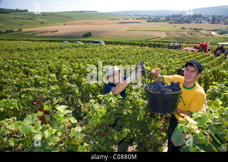 Arbeiter der hand Ernte Trauben aus einem Weinberg in der Champagne Provinz Nordosten Frankreichs. Stockfoto