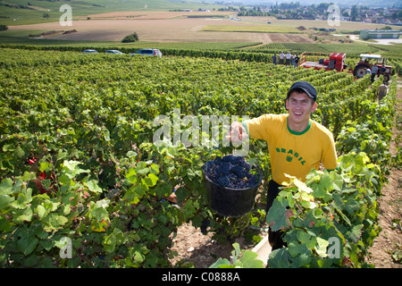 Arbeiter der hand Ernte Trauben aus einem Weinberg in der Champagne Provinz Nordosten Frankreichs. Stockfoto