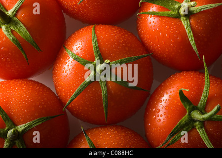 Frische strauchtomaten auf weißem Hintergrund Stockfoto