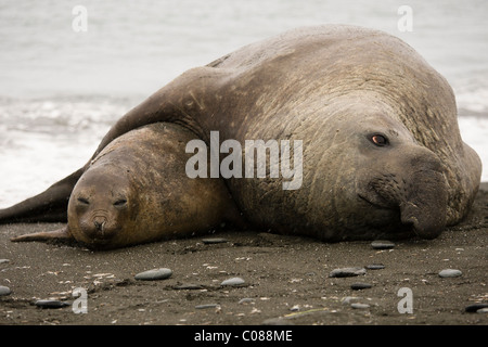 Südlichen See-Elefanten Paarung, Gold Harbor, South Georgia Island, Stockfoto