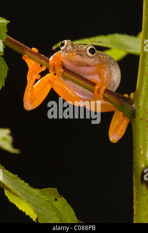 Sternennacht Reed Frog Stockfoto
