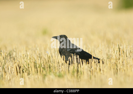 Young-AAS-Krähe (Corvus Corone), Ackerland, August, Yorkshire, Großbritannien Stockfoto