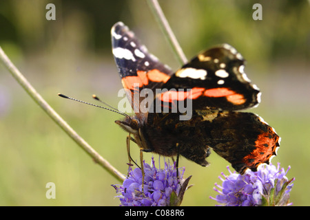 Red Admiral Schmetterling (Vanessa Atalanta) Fütterung auf Witwenblume, Sommer, West Yorkshire, UK Stockfoto