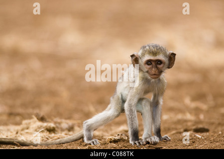 Junge Vervet Affen, Masai Mara, Kenia Stockfoto