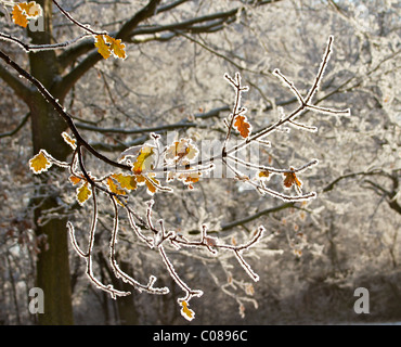 Winterfrost auf die Blätter und Zweige der Eiche Stockfoto