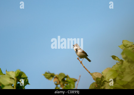 Whitethroat Sylvia Communis auf einem Zweig mit blauen Himmel dahinter Stockfoto