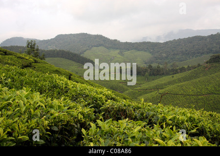 Zusammenfassung von Teeplantagen in den malerischen touristischen Hügel Bahnhof Munnar, Kerala, Indien Stockfoto