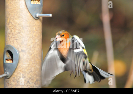 Buchfink im Flug Stockfoto